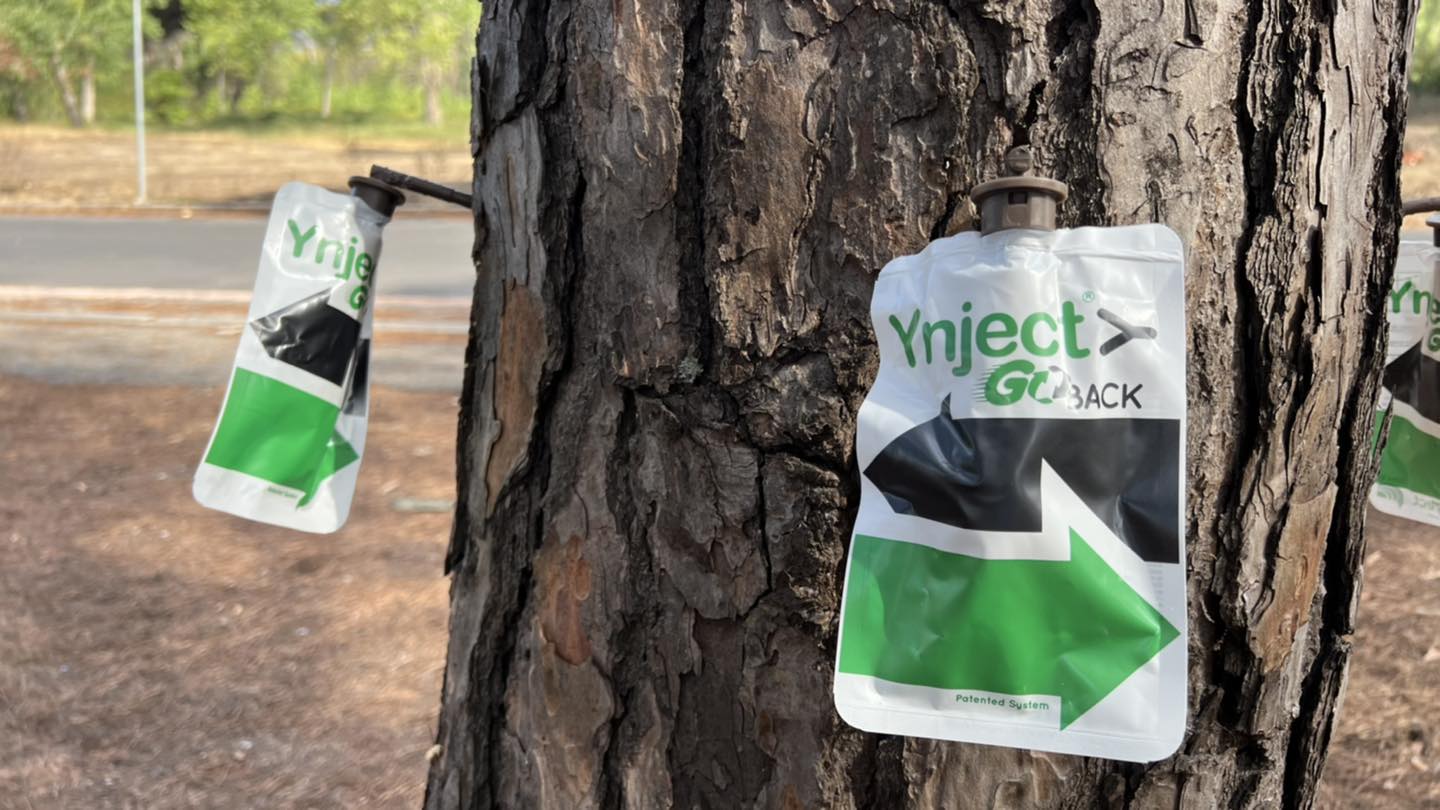 Fragili come i pini: il destino della natura e dell�Uomo